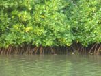 keanekaragaman satwa liar baru ditemukan di hutan bakau kamboja 6aa9bf0
